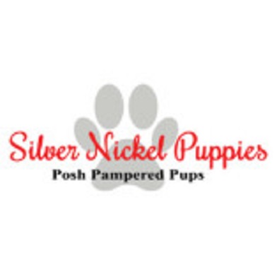 Silver Nickel Puppies